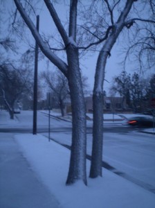 snowy tree1